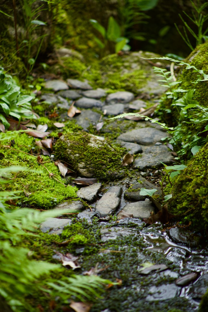 Lush green moss garden and stone lantern in Ohara