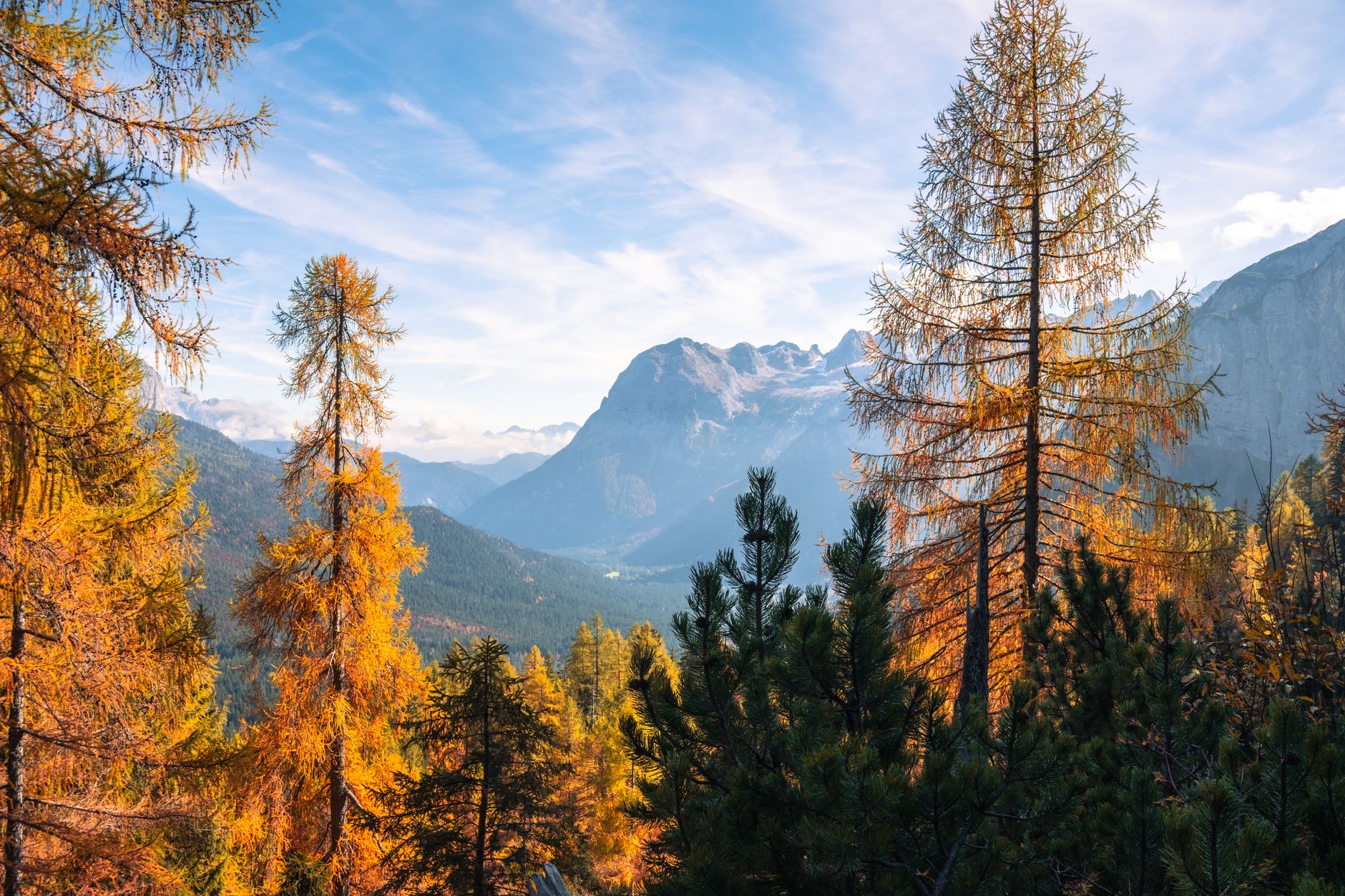 Towering peaks of Tre Cime with golden autumn larch trees